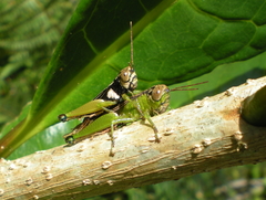 Hemiacridinae
