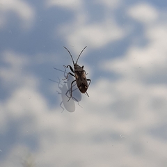 Rhyparochromus vulgaris