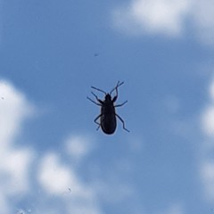 Rhyparochromus vulgaris