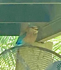 Coracias benghalensis