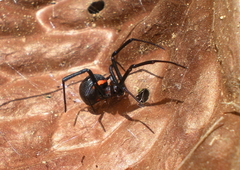 Latrodectus menavodi