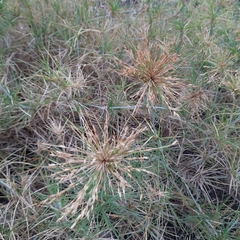 Spinifex littoreus