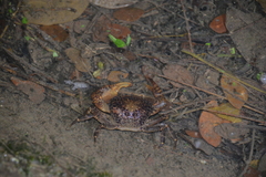 Parathelphusa reticulata