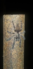 Psalmopoeus