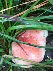 Russula