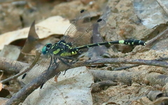 Austroepigomphus praeruptus