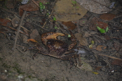 Parathelphusa reticulata