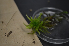 Sphagnum squarrosum