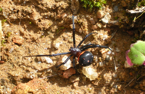 Madagascan Black Widow