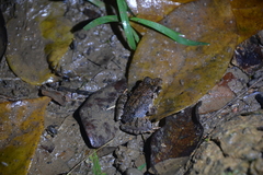 Limnonectes malesianus