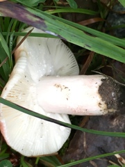 Russula