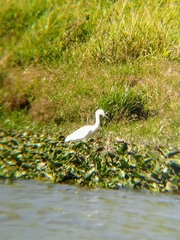 Egretta thula