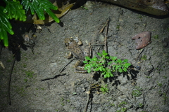 Limnonectes malesianus