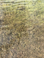 Elodea canadensis