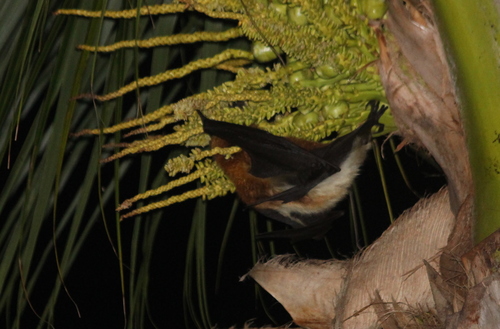Greater Mascarene Flying Fox