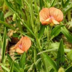 Lathyrus gorgonei