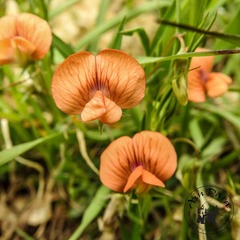 Lathyrus gorgonei
