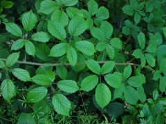 Rubus dasyphyllus
