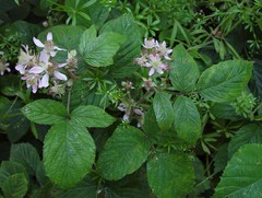 Rubus dasyphyllus