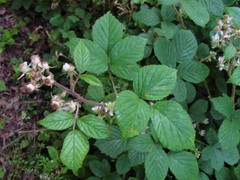 Rubus dasyphyllus