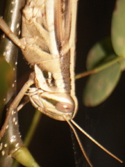 Schistocerca pallens