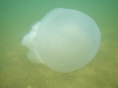 Acromitus flagellatus