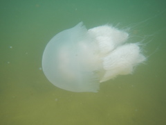 Acromitus flagellatus