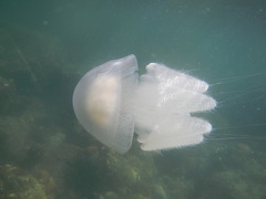 Acromitus flagellatus