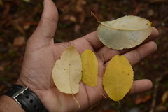Homalium