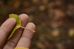 Homalium