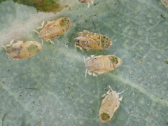 Ctenarytaina eucalypti