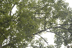 Homalium