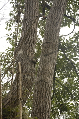 Homalium