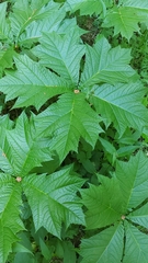 Rodgersia podophylla