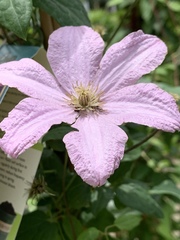 Clematis × jackmanii