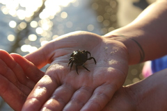 Hemigrapsus sanguineus