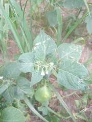 Solanum nigrum