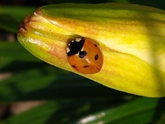 Coccinella septempunctata