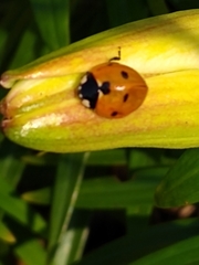Coccinella septempunctata