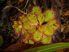Drosera praefolia