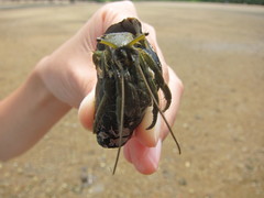 Clibanarius longitarsus