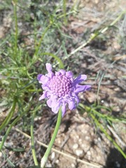 Scabiosa comosa
