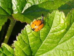 Coccinella septempunctata