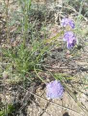 Scabiosa comosa