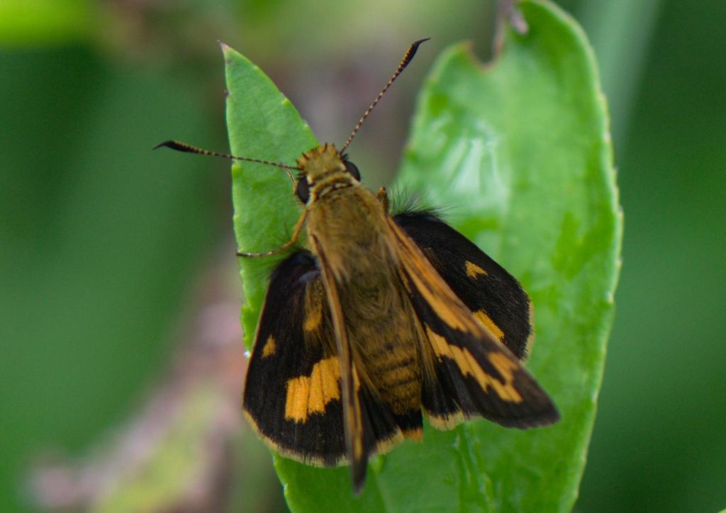 Potanthus mara
