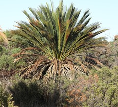 Macrozamia dyeri
