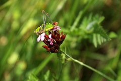 Poecilimon thoracicus