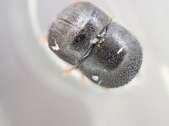 Cnestus mutilatus