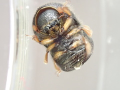 Cnestus mutilatus