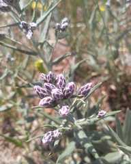 Saussurea salicifolia